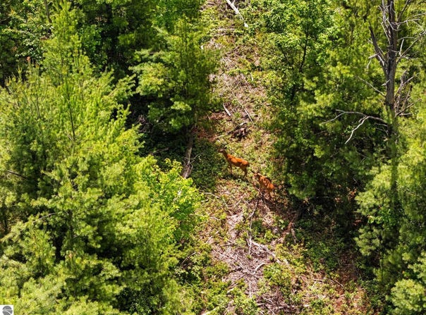 4011 W Forest Road, Lake City, MI 49651