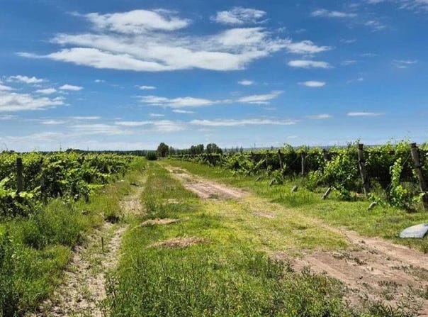 carrizal s/n, El Carrizal, Mendoza, 5509, Mendoza 5509