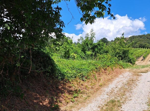 Langenzersdorf, Lower Austria 2103