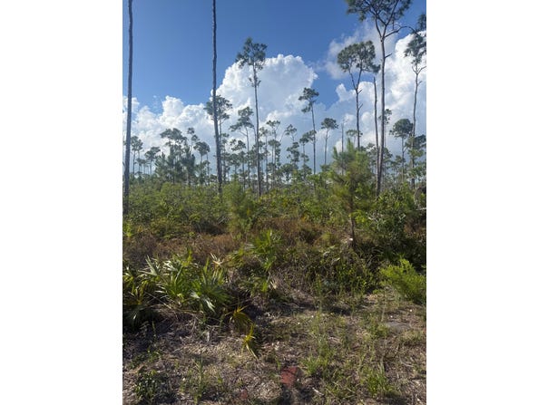 BERWYN PLACE, GRASMERE, F unit: 2, Grand Bahama/Freeport, Grand Bahama/Freeport