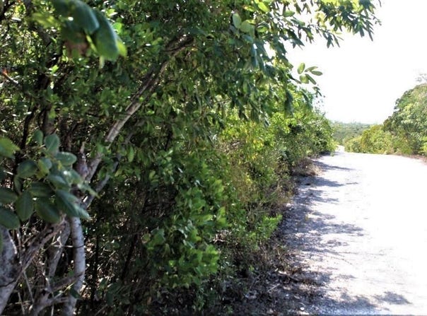 LOT# 51 STELLA MARIS, Long Island, Long Island