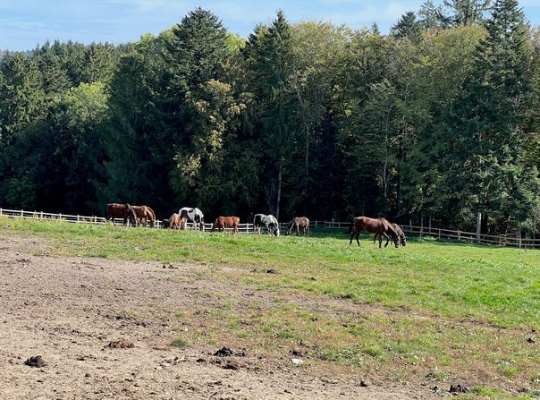 Route dEchallens 1000 Lausanne, Bretigny-sur-Morrens, Vaud 1053