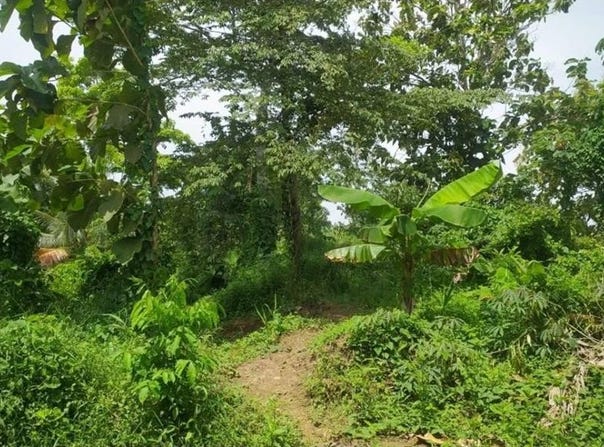Nueva Colonia finca 123, Turbo, Urabá, Antioquia, 057860, Antioquia 057860