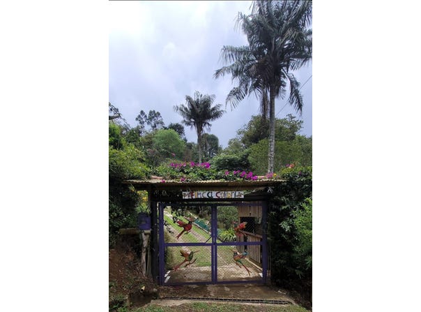 Felidia, Cali, Valle del Cauca, Colombia, Cali, Valle del Cauca 760009
