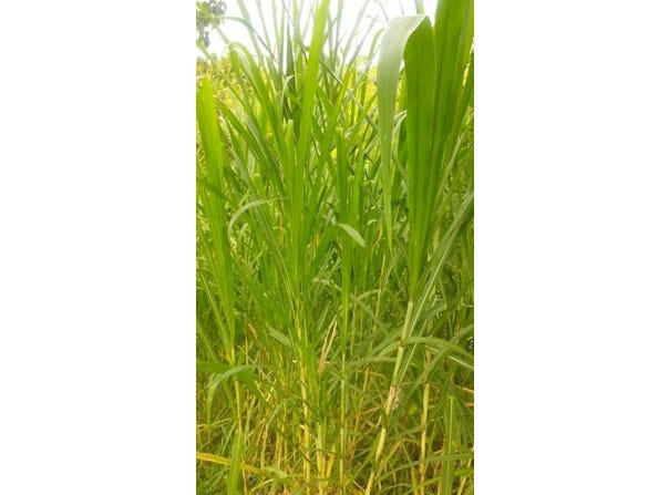 San Antonio jamundí, Jamundí, Valle del Cauca 764007
