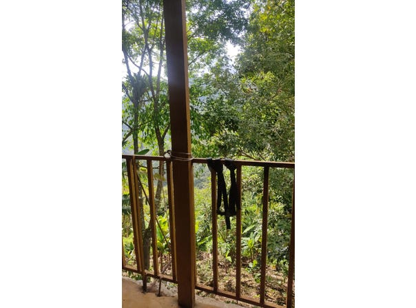 Felidia, Cali, Valle del Cauca, Colombia, Cali, Valle del Cauca 760009