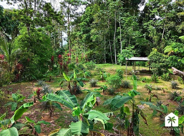 J8P2+888, Limón Province, Punta Uva, Costa Rica, Cahuita, Limón Province