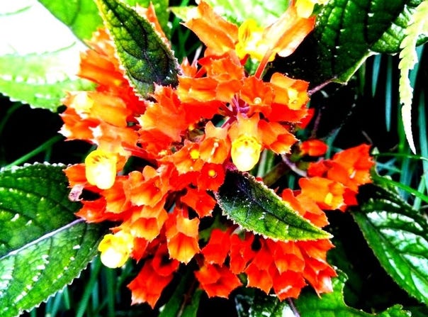 Casa Royale: DISTRESS SALE ! 3/3 home on 3/4 acre., San Luis, Guanacaste