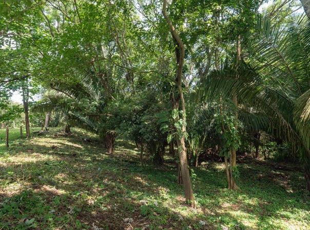 X85J+P9G, Guanacaste Province, Nosara, Costa Rica, Nosara, Guanacaste Province