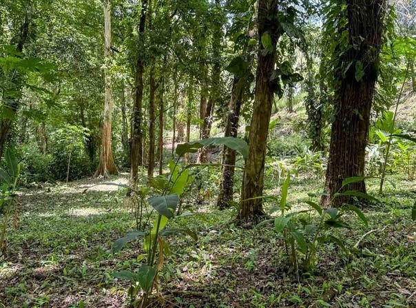 Perfect Oasis Lot at Santa Teresa - Santa Teresa, Puntarenas, Puntarenas Province
