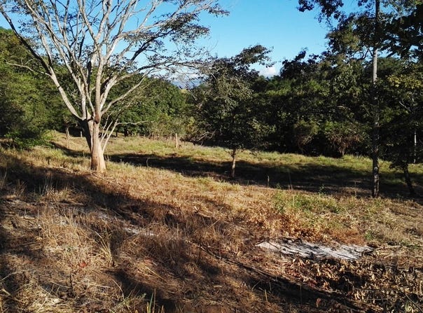 Ceiba, Orotina, Alajuela, Orotina, Alajuela