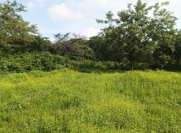 Gravel-Reinforced Lot for Sale with Direct Frontage on High-Traffic Route 21, Guardia, Guanacaste