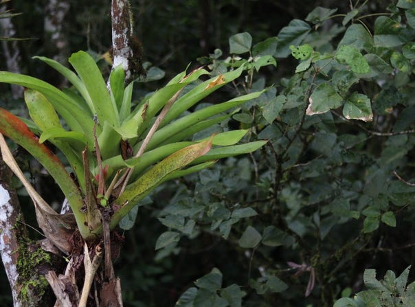 Coto Brus>San Vito, San Vito, Puntarenas, San Vito, Puntarenas