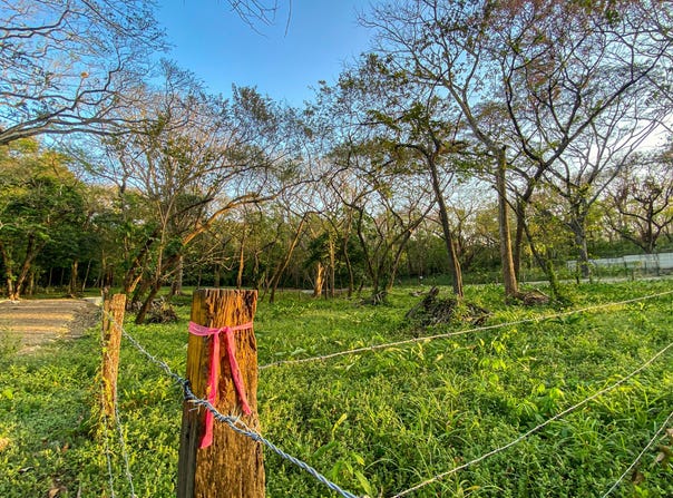 X86V+H9V, Del Mar Pathway, Provincia de Guanacaste, Nosara, Costa Rica, Nicoya, Guanacaste Province