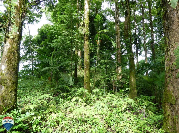 cuervito, Pavones, Puntarenas, Pavones, Puntarenas