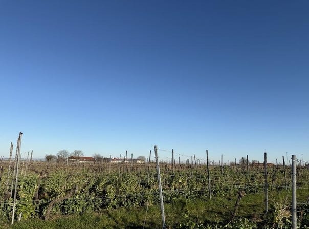 Wachenheim an der Weinstraße, Rhineland-Palatinate 67157
