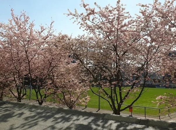 Roßstraße, Düsseldorf, North Rhine-Westphalia 40476
