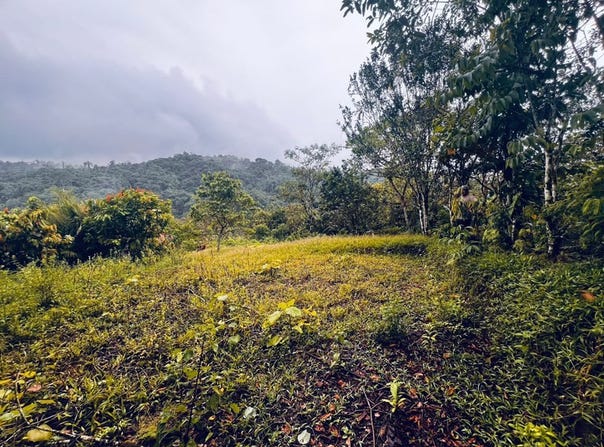 Off-Grid Jungle Homesite Near Mashpi River - 485m² of Tropical Potential, Mashpi, Pichincha