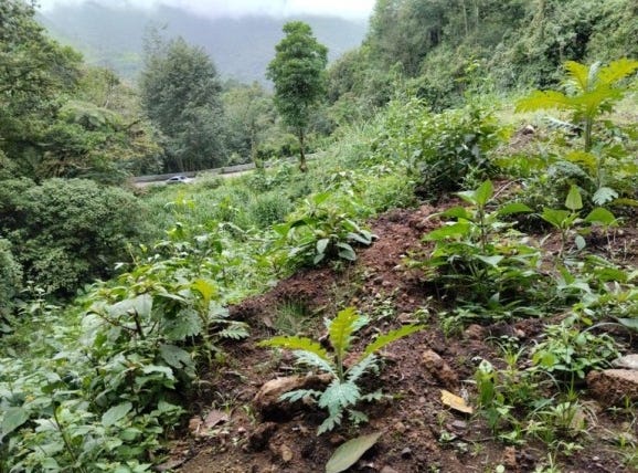 Intag, Cotacachi, Imbabura Province 100304