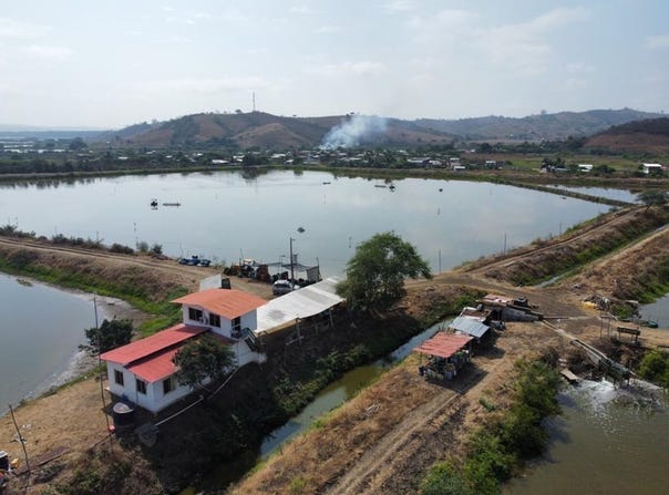 Camaronera: Shrimp farm 271 hectares, Bahia De Caraquez, Manabí