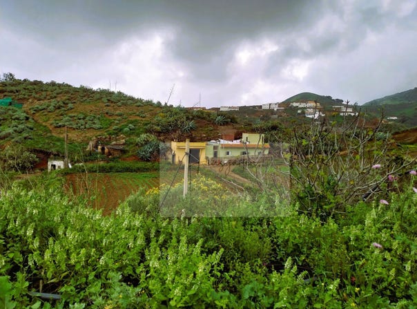 Santa María de Guía de Gran Canaria, Canary Islands 35457