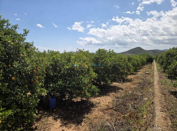 Oliva, Valencian Community 46780