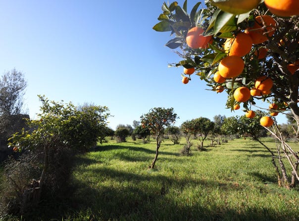 Binissalem, Balearic Islands 07350