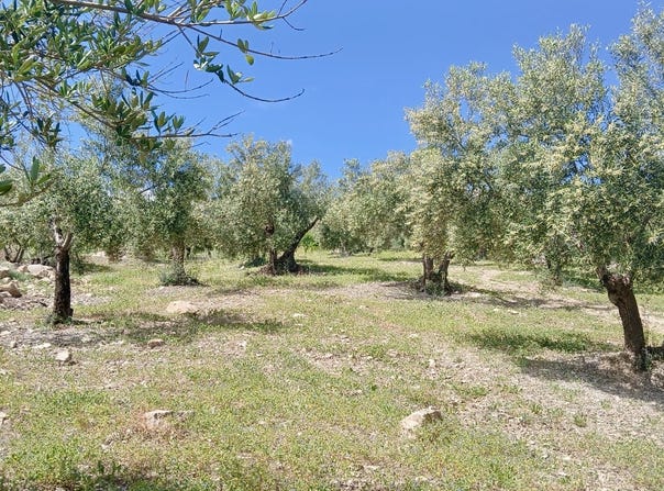 Coín, Andalusia 29100