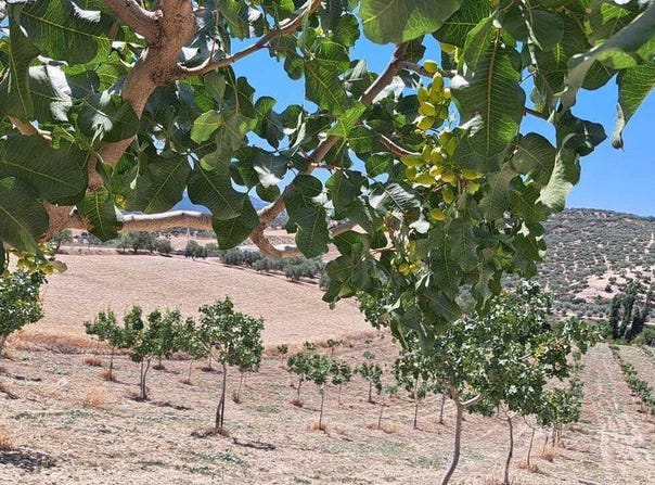 Ronda, Andalusia 29400