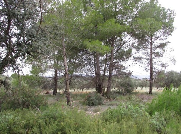 Macastre, Valencian Community