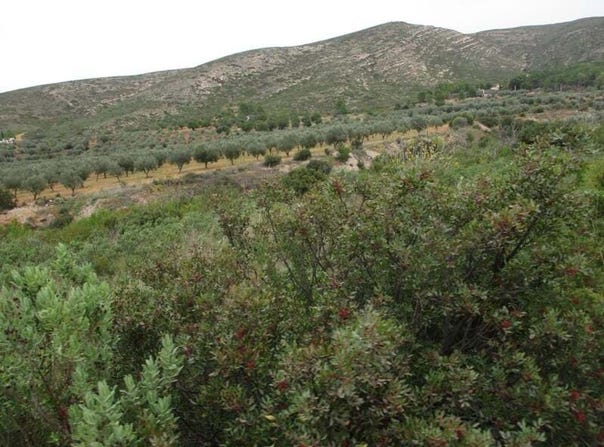Macastre, Valencian Community