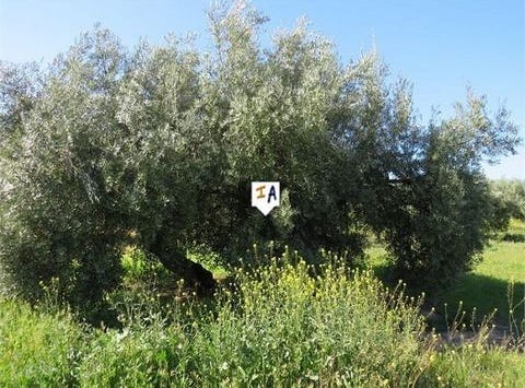 Media Panilla, Jaen