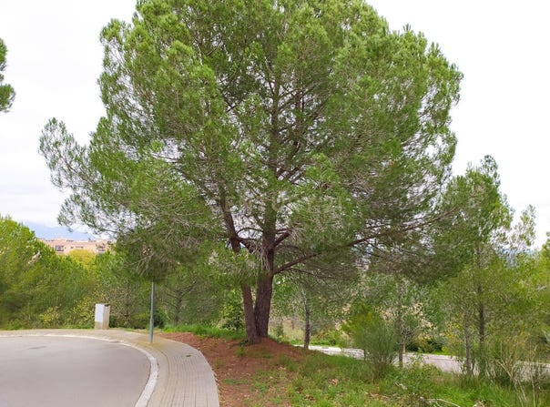 Sant Llorenç d'Hortons, Catalonia