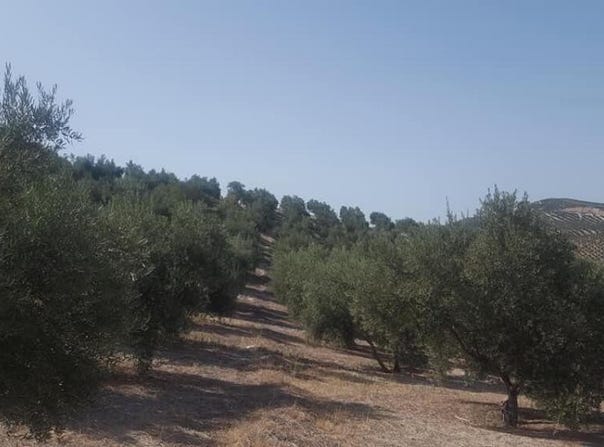 Quesada, Andalusia 23480