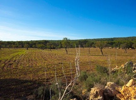 El Toro, Illes Balears