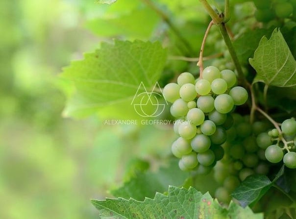 Vouvray, Centre 37210