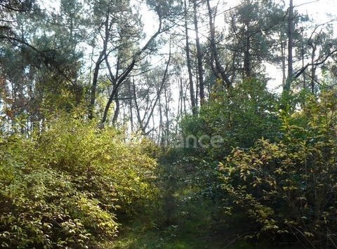 NIVILLAC, Bretagne 56130