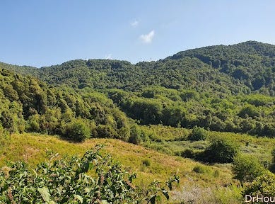 grosseto prugna, Corsica 20166