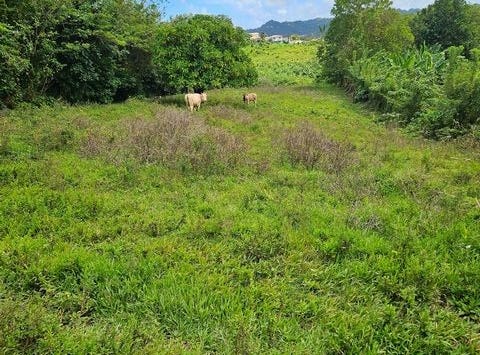 Le Lamentin, Aquitaine 97232