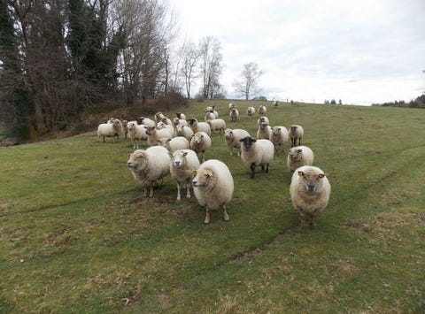 MARVAL, Limousin 87440