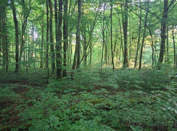 Eloie, Franche-Comté 90300
