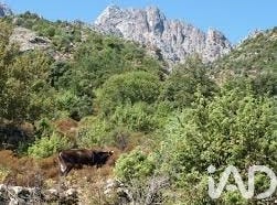 POPOLASCA, Corsica 20218