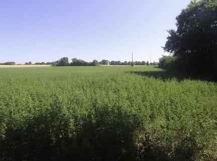 NACHAMPS, Poitou-Charentes 17380