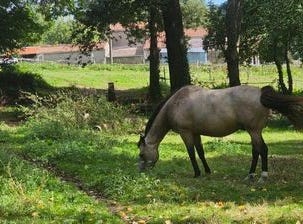 Rives De l'Yon, Bourgogne 85310