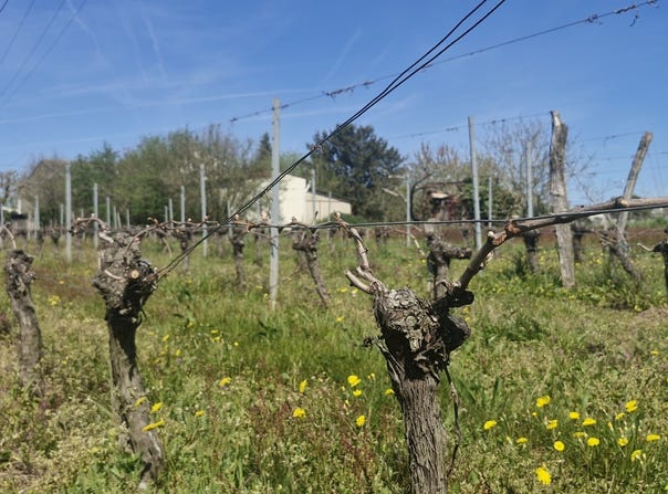 Saint-Magne-de-Castillon, Nouvelle-Aquitaine 33350