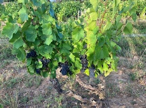 JULIENAS, Rhône-Alpes 69840