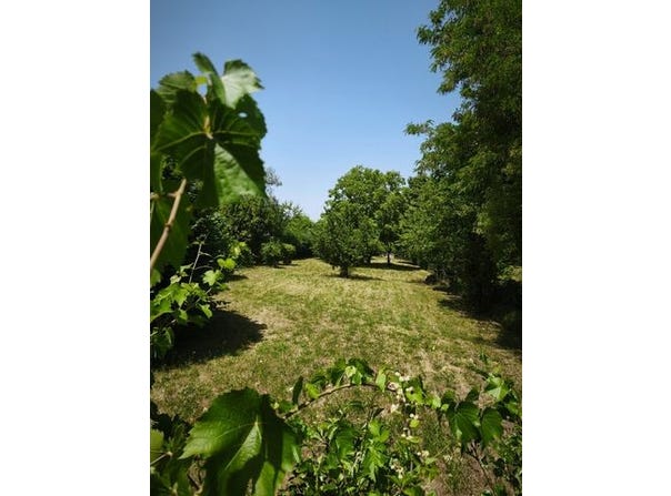 BLENEAU, Bourgogne 89220