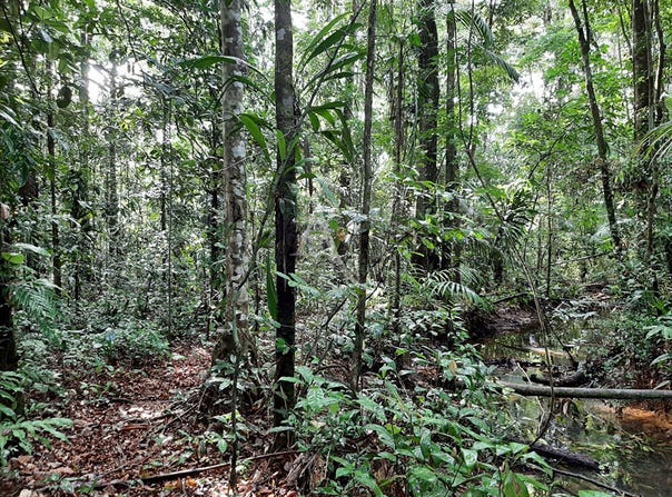 ROURA, Cayenne 97311