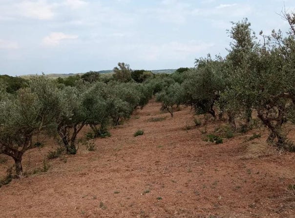 Vlachopoulo, Vlachopoulo, Peloponnese, Western Greece and the Ionian 240 14
