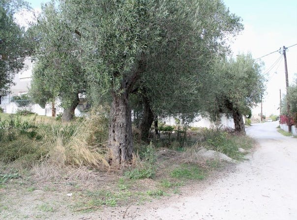Polychrono, Central Macedonia 63085